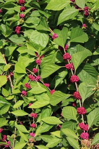 Callicarpa